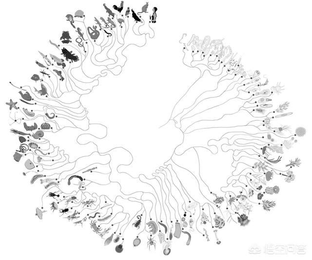 李露茜:你支持进化论吗，你认为未来猩猩会进化到人类的文明程度吗