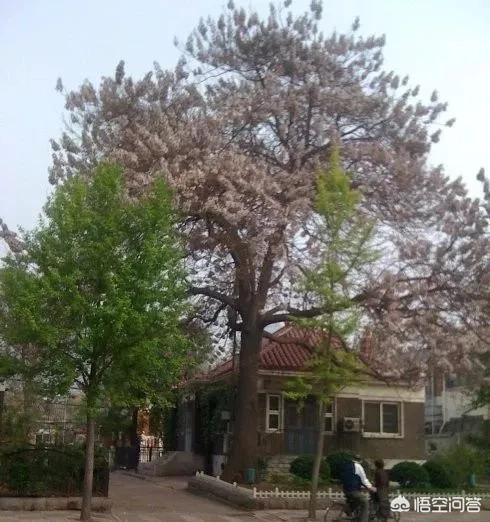 孟州滨河公园荷花花期多少天:孟州滨河公园赏荷花最好时间 河南有哪些赏花的好地方？