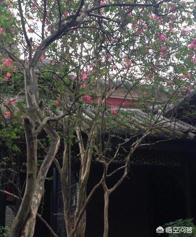 孟州滨河公园荷花花期多少天:孟州滨河公园赏荷花最好时间 河南有哪些赏花的好地方？