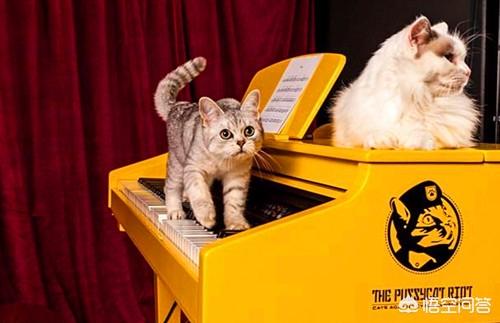 看见公猫端母猫:公猫发情总是去追母猫，该怎么办？