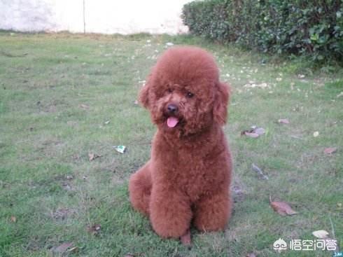 泰迪犬价格:为什么泰迪犬价格那么便宜？ 泰迪犬价钱多少