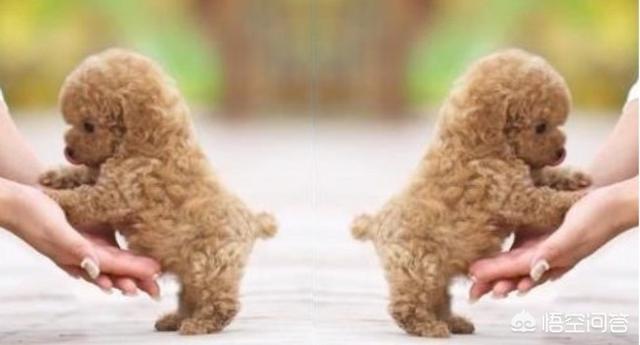 泰迪犬价格:为什么泰迪犬价格那么便宜？ 泰迪犬价钱多少