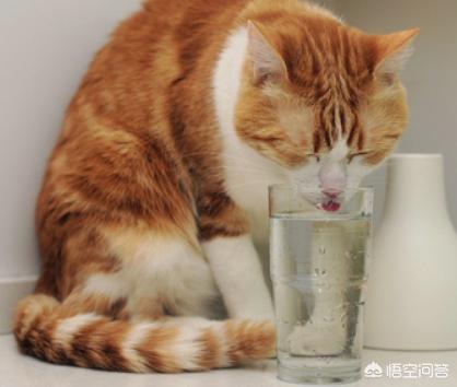 猫咪吃卵磷脂有什么好处:猫咪毛发粗糙可以擦什么，猫咪毛发粗糙的原因是什么呢？