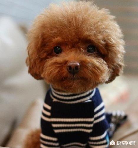 英斗犬拉肚子怎么办:泰迪狗两个月有点儿拉稀怎么办？