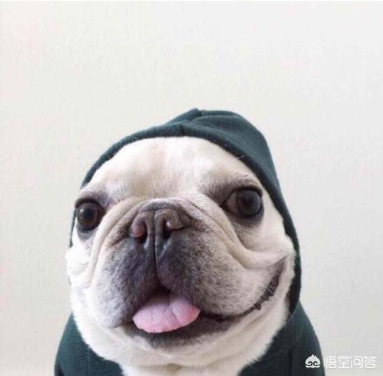 狗狗健康成长100问:刚买的幼狗去宠物医院做体检，应该做哪几个项目？