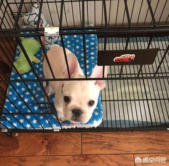 法牛犬价格与图片:在狗市高价买来杂交斗牛犬，是一种什么样的体验？