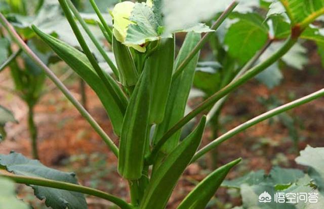 秋葵可以壮阳吗，种植黄秋葵的防病虫害的方法有哪些