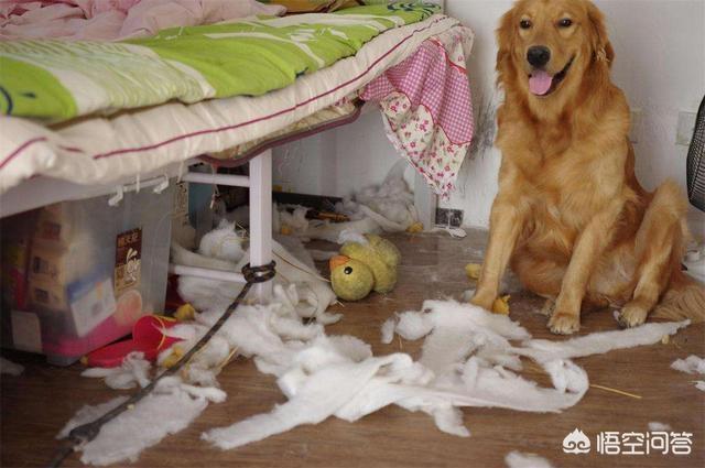 柯基幼犬喜欢咬东西:如何训练柯基幼犬不乱咬东西？