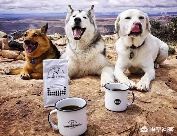 柯基幼犬喜欢咬东西:如何训练柯基幼犬不乱咬东西？