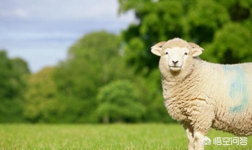 goat是什么意思，十二生肖中的羊，是山羊还是绵羊