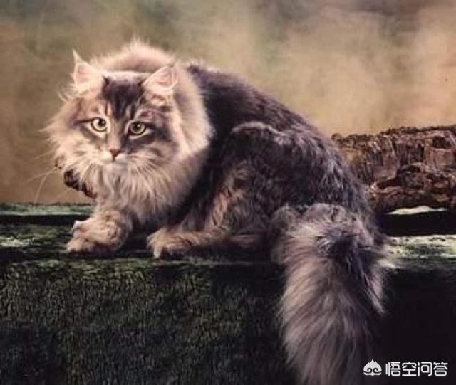 缅因猫什么时候开始长个子:缅因猫多大开始爆毛，缅因猫7个月不爆毛正常吗？