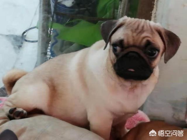 小巴哥犬:如何教2个月的小巴哥犬定点大便？ 小巴哥犬多少钱