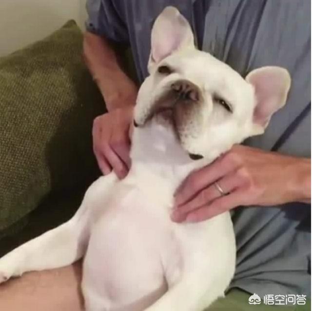 法斗犬如何训练:准备养一只斗牛犬，有什么需要注意的问题吗？