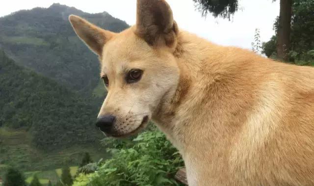 摔死柯基的何兴丽 黑料:成都摔死柯基犬事件中，如何在法律上证明该柯基犬属于原主人？