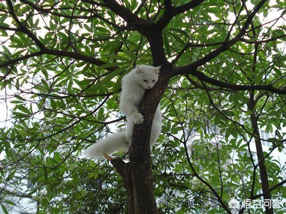 笼养猫的好处:养猫的十个好处 大家的猫都是散养还是关笼子里养？