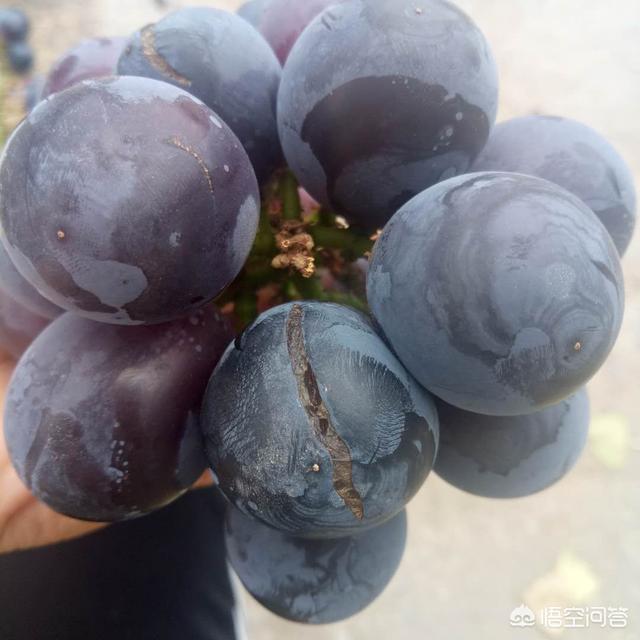 巨峰葡萄种植技术大全:7月底怎样管理巨峰葡萄？