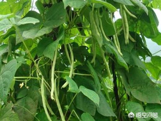为何说秋季是种植牙的适宜时期，秋四季豆什么时候播种最好，入伏期间可以播种吗