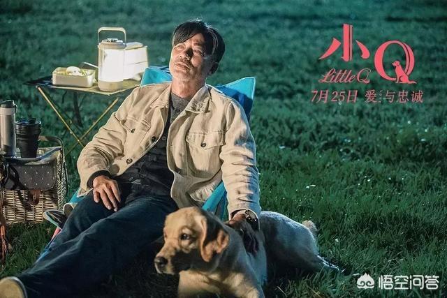 导肓犬小q在线观看:从《导盲犬小Q》中我们可以看出什么？