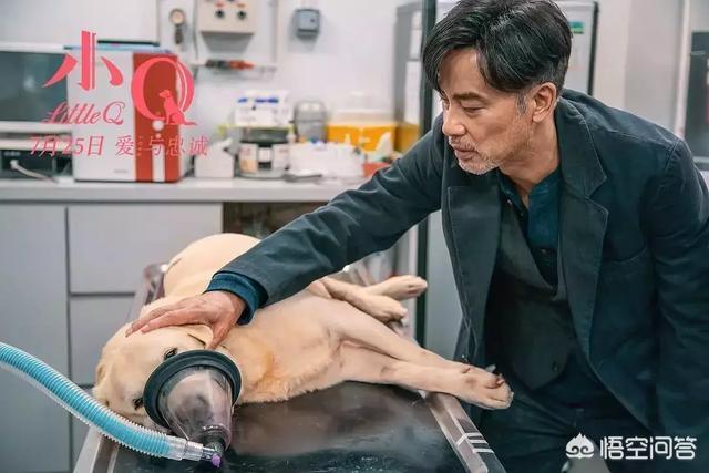 导肓犬小q在线观看:从《导盲犬小Q》中我们可以看出什么？