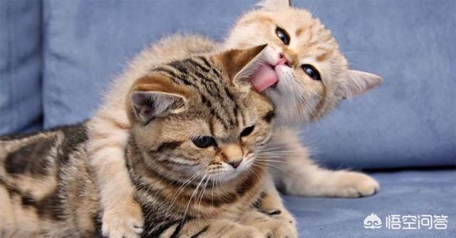 猫咪舔了皮特芬:小猫肚子上起藓怎么处理？