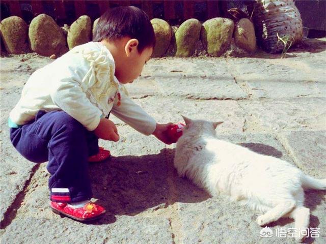 炸弹宠物:如何让猫咪适应和新生儿共处一室？ 炸弹宠物配方