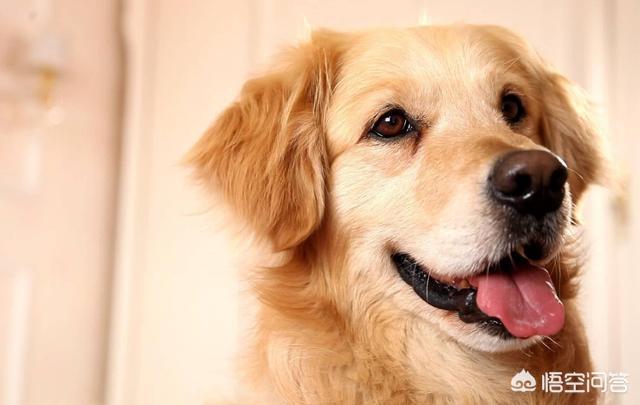 金毛体臭:金毛犬真的暖吗？金毛犬会有什么样的缺点？