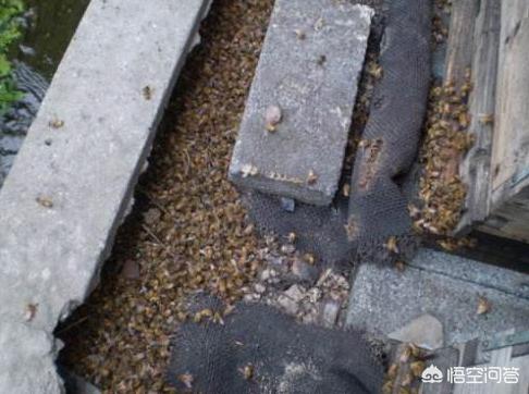 关于蜜蜂的知识有哪些:蜜蜂越冬期间，造成蜜蜂空飞的原因有哪些？怎样养好蜜蜂呢？
