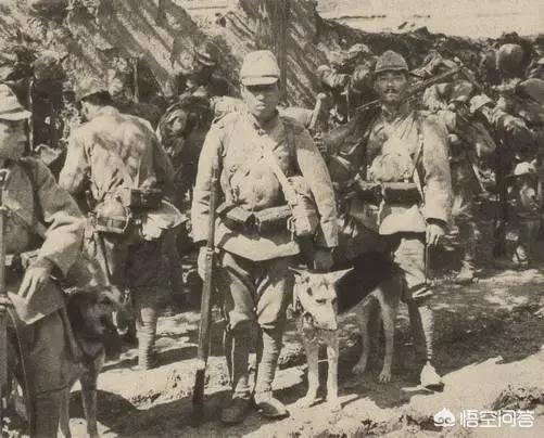 东北长毛狼青犬图片大全:二战时期，日军的狼青犬是如何培育出来的？