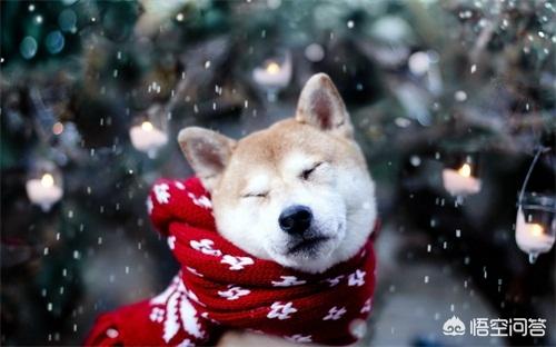 秋田狗喝水笑了的:成年秋田犬一天几次尿正常，秋田犬尿频滴尿正常吗？