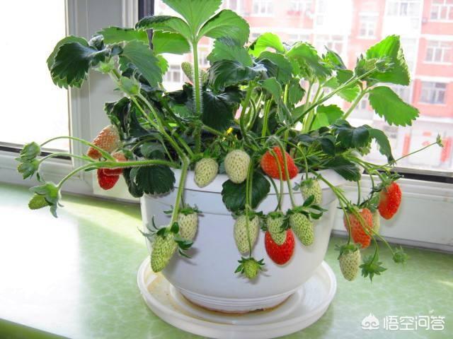 双色草莓和紫草莓混养:双色草莓可以和什么鱼混养 野草莓能吃吗？种类有哪些？