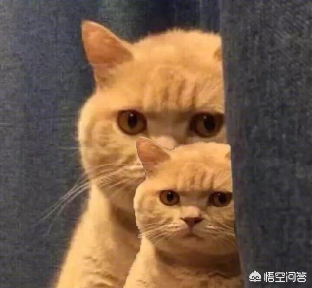 如何养胖橘猫:橘猫为什么比一般的猫要胖？