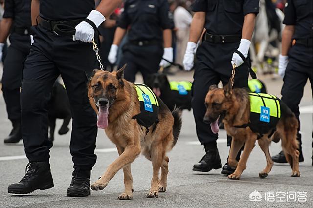 新疆马里努阿犬犬舍:新手请教：马犬适合家养吗？