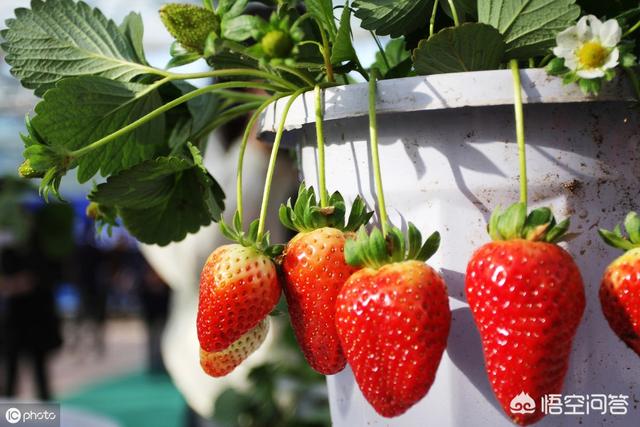 双色草莓和紫草莓混养:双色草莓可以和什么鱼混养 野草莓能吃吗？种类有哪些？