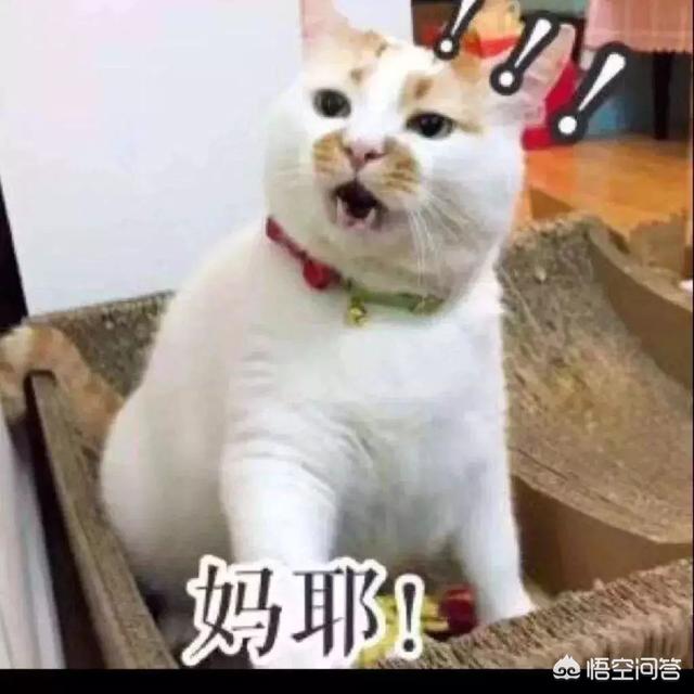 萌猫猫:为什么猫咪看起来很可爱？
