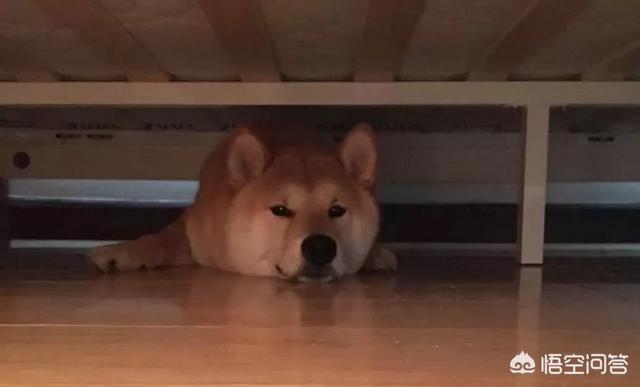 藏獒没吃饱咬主人网易:主人打狗狗的时候，为什么狗狗不会反抗呢？