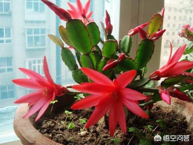 假昙花群:蟹爪兰假昙花仙人指怎样养护？