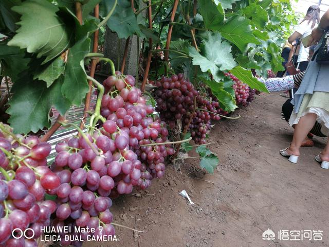 红宝石包括哪些品种,克瑞森和红宝石哪个更占优势？