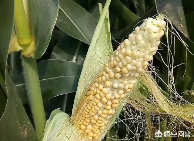 玉米为何只长棒不结籽？是谁把玉米籽偷走了？