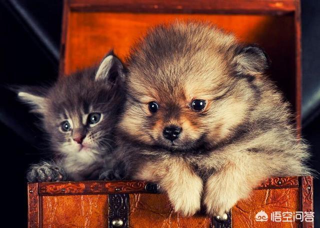 纯种博美犬好养吗:博美狗狗的饲养难度高吗？