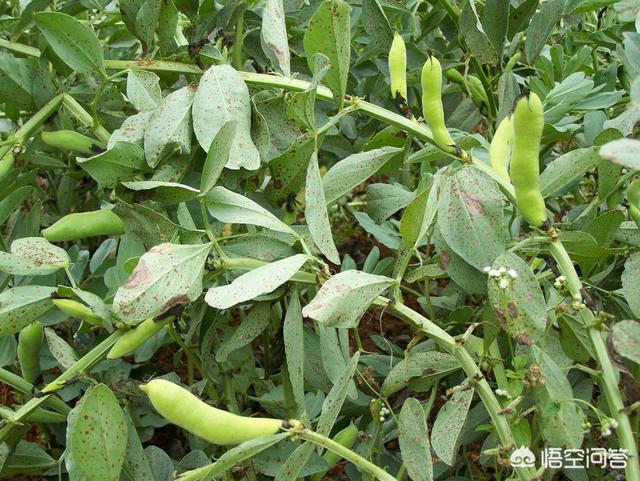 汤果果:为什么四川人说话喜欢用叠词