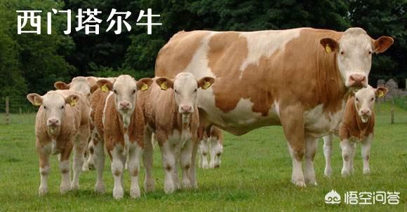 少见的奶牛品种:巴西国家产的是什么种类的牛？