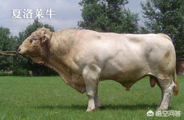 少见的奶牛品种:巴西国家产的是什么种类的牛？