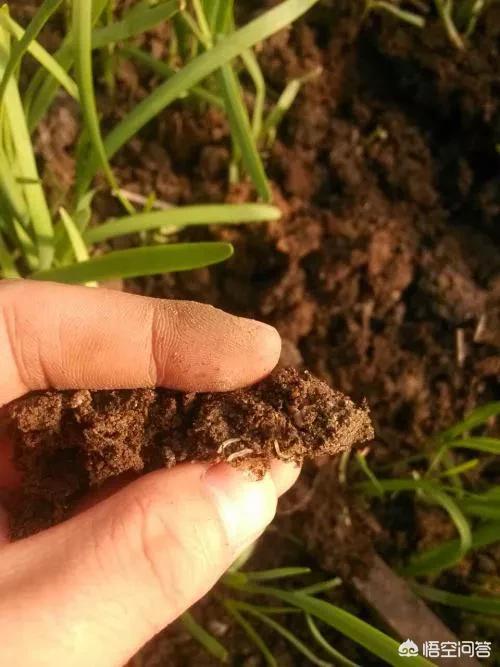韭菜生地蛆怎么治(韭菜地蛆的土方防治方法)_经验妙招5_经验妙招_小高