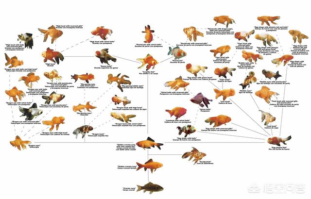 金鱼是鲫鱼杂交的吗，金鱼和鲫鱼是否能杂交，为什么