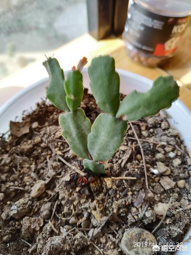 假昙花为什么不开花:假昙花为什么不开花呢 假昙花发芽后，可以施肥吗？施什么肥比较好？