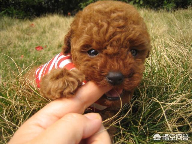 纯种泰迪犬 黑色:如何挑选一只健康、纯种的泰迪犬？