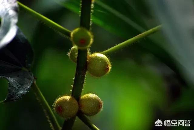 准确的说,它和三七,党参一样是一种中药材