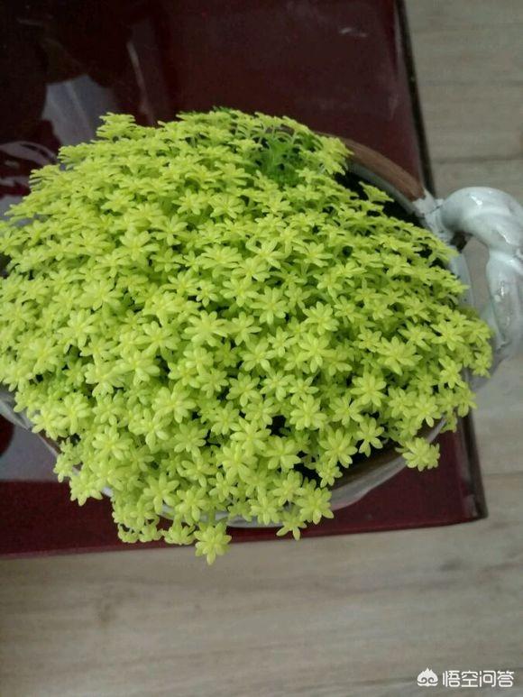 薄雪万年草扦插图解:黄金万年草如何才能养到爆盆？
