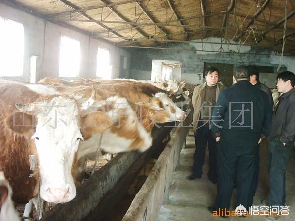 宏星香猪养殖合作社:在农村，种植还是养殖利润高？