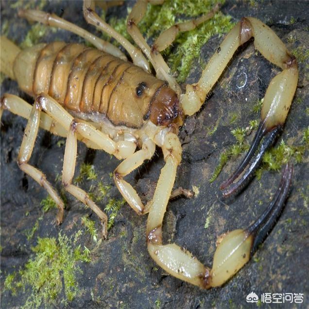 宏星香猪养殖合作社:在农村，种植还是养殖利润高？